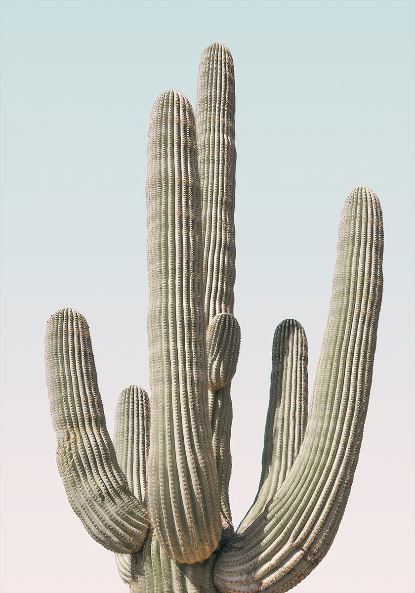 Saguaro Poster