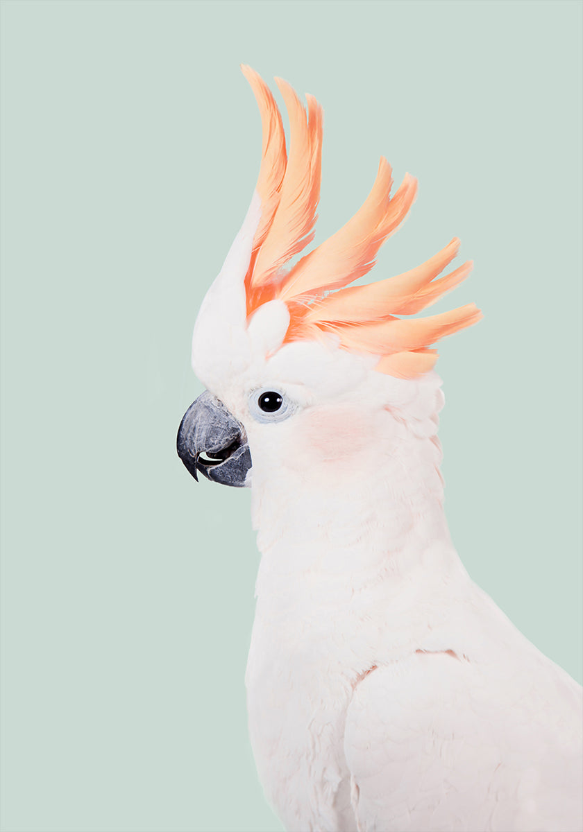 Cockatoo Poster
