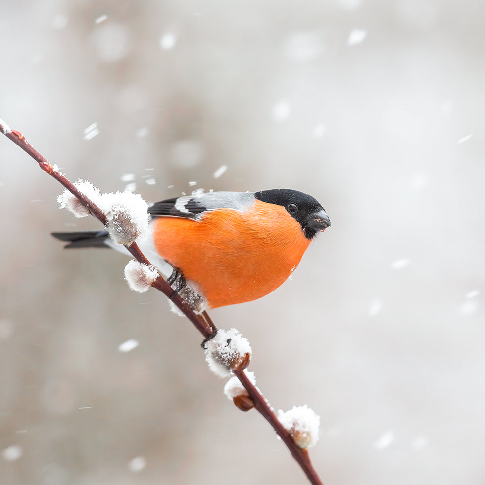 Bullfinch in a snowstorm Posters