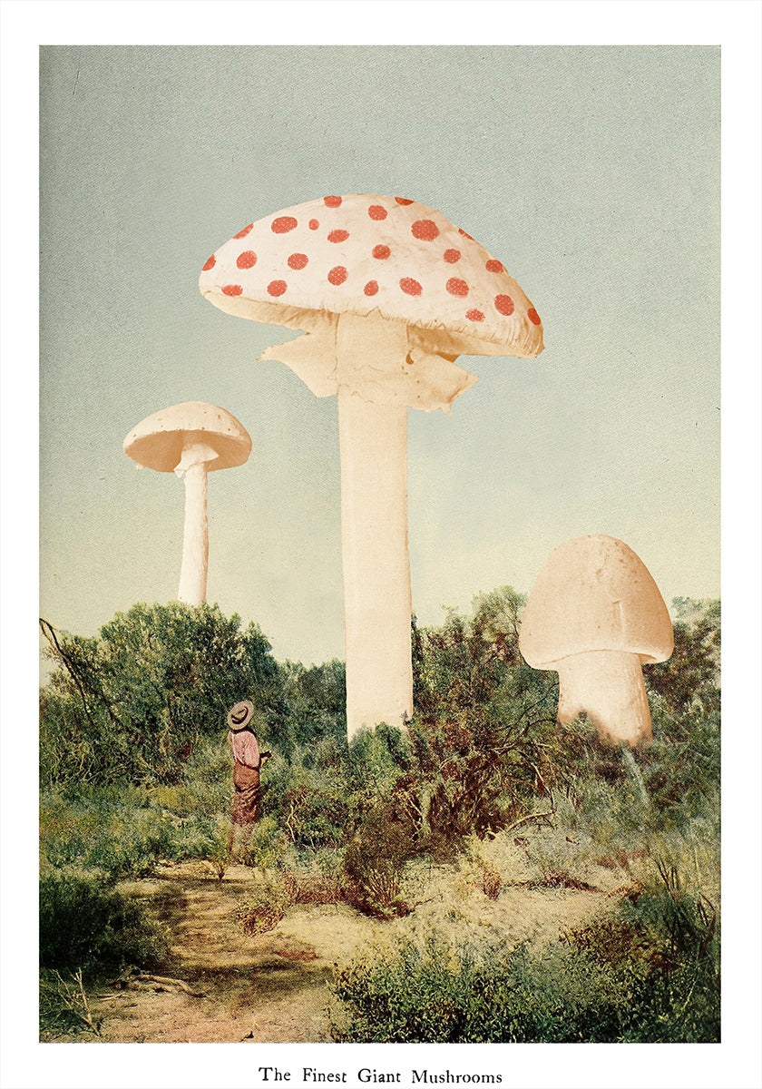 The Finest Giant Mushroom Poster