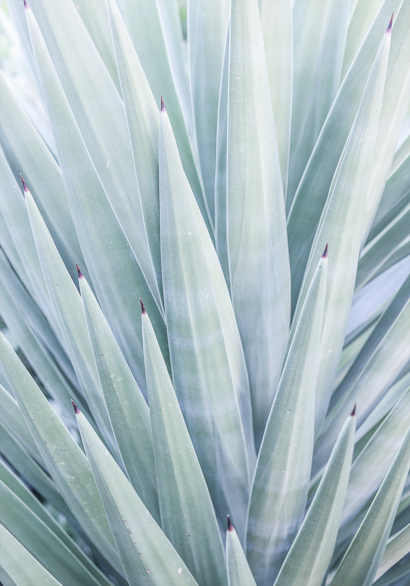 Azure Agave Dance