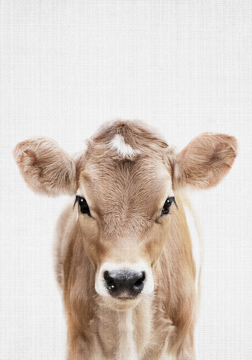 Peekaboo Baby Cow Poster