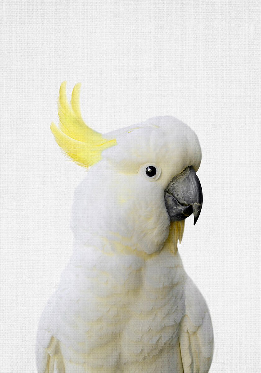 Peekaboo Cockatoo Poster