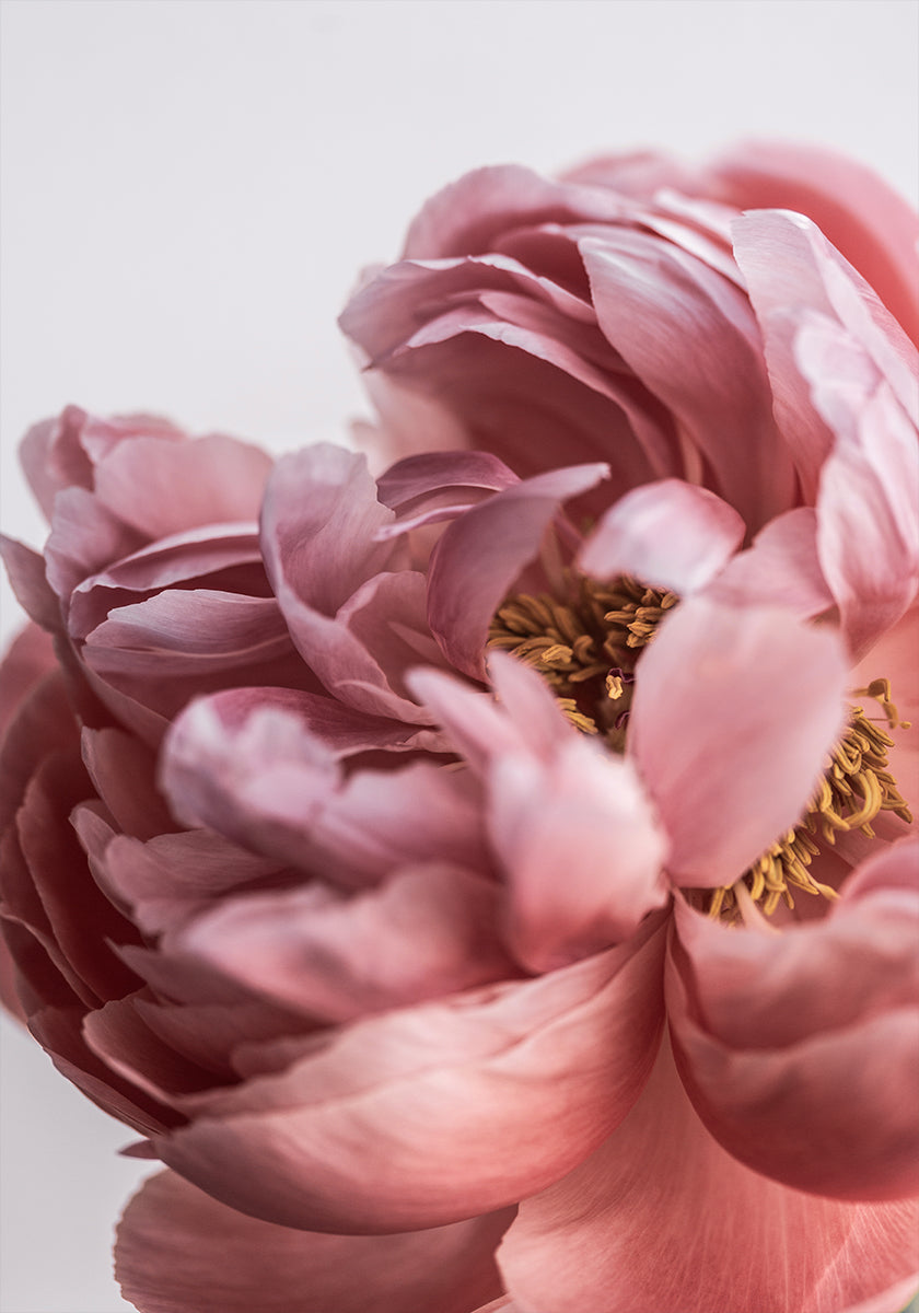 Peony