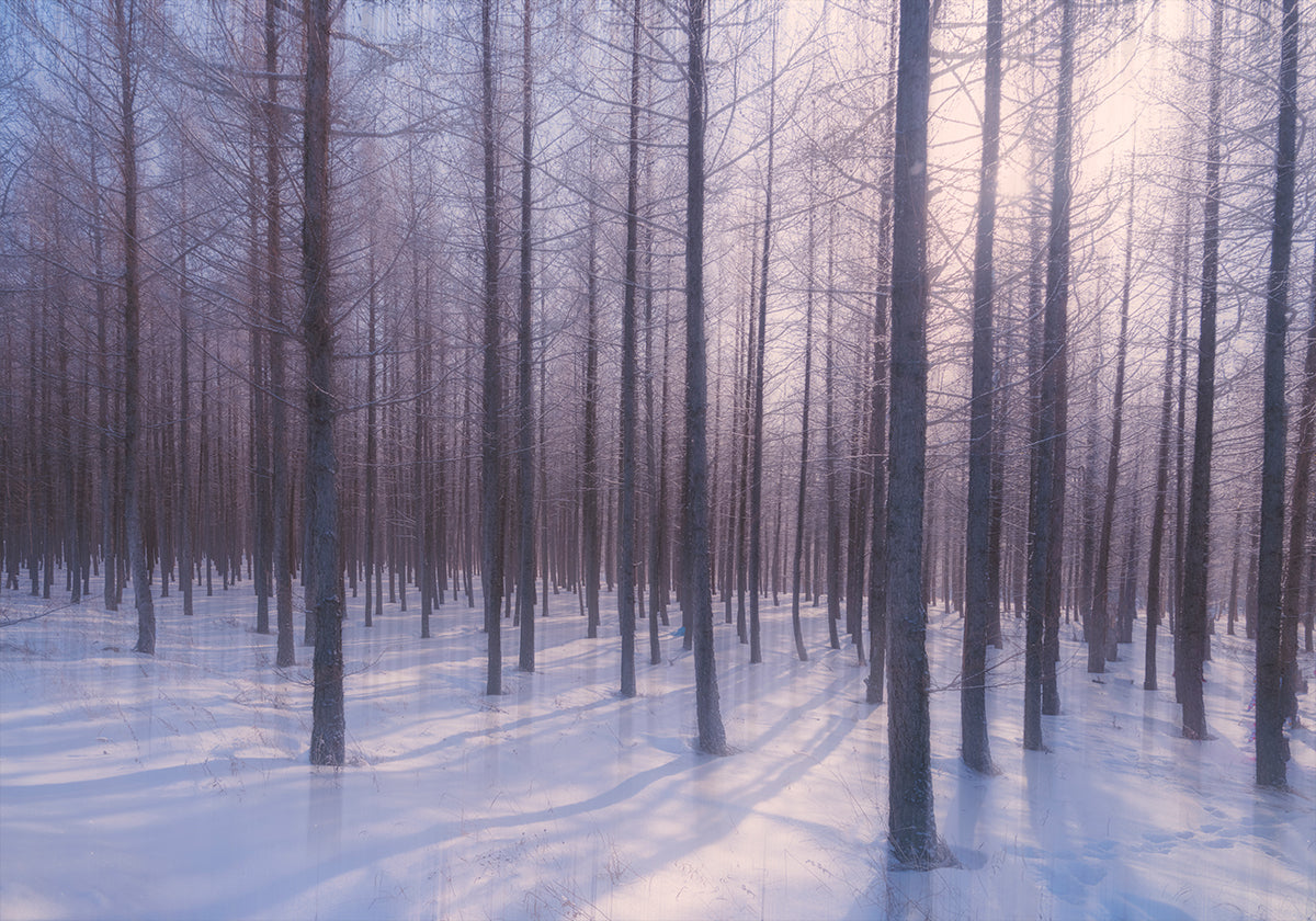 Silent Winter Symphony Poster