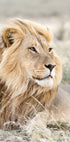 Lion on the Savannah Poster - Posterbox.no