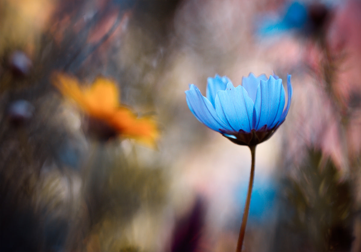 Do you wanna dance with me