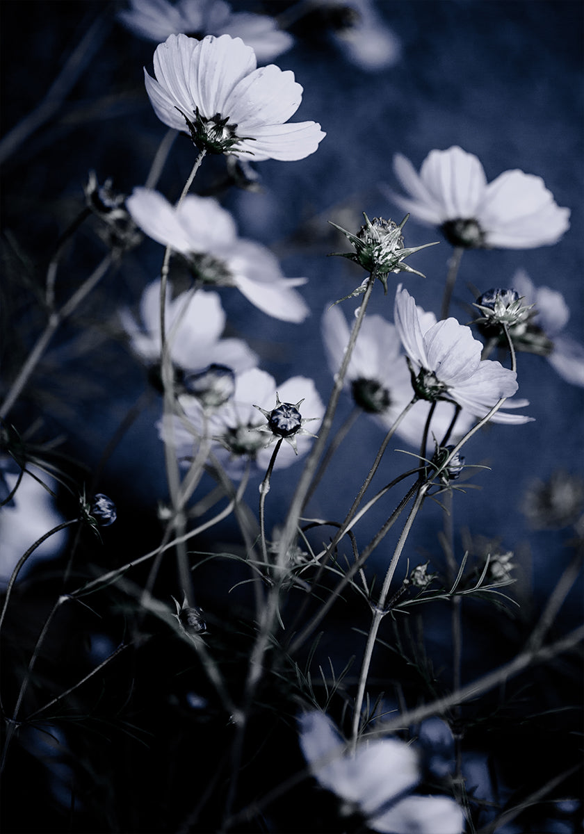 Wild Flowers 10