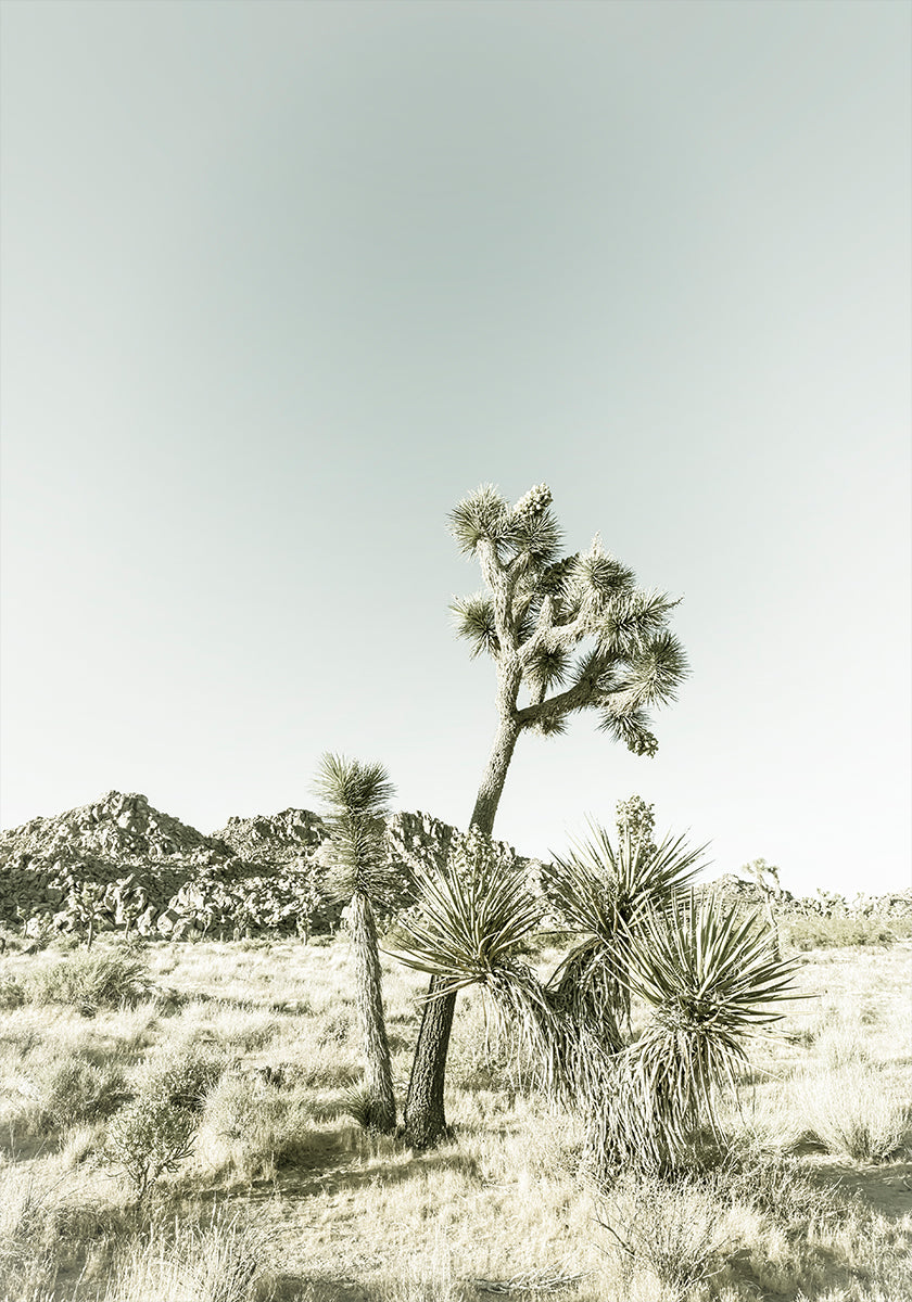 Joshua Tree National Park Vintage Impression Poster
