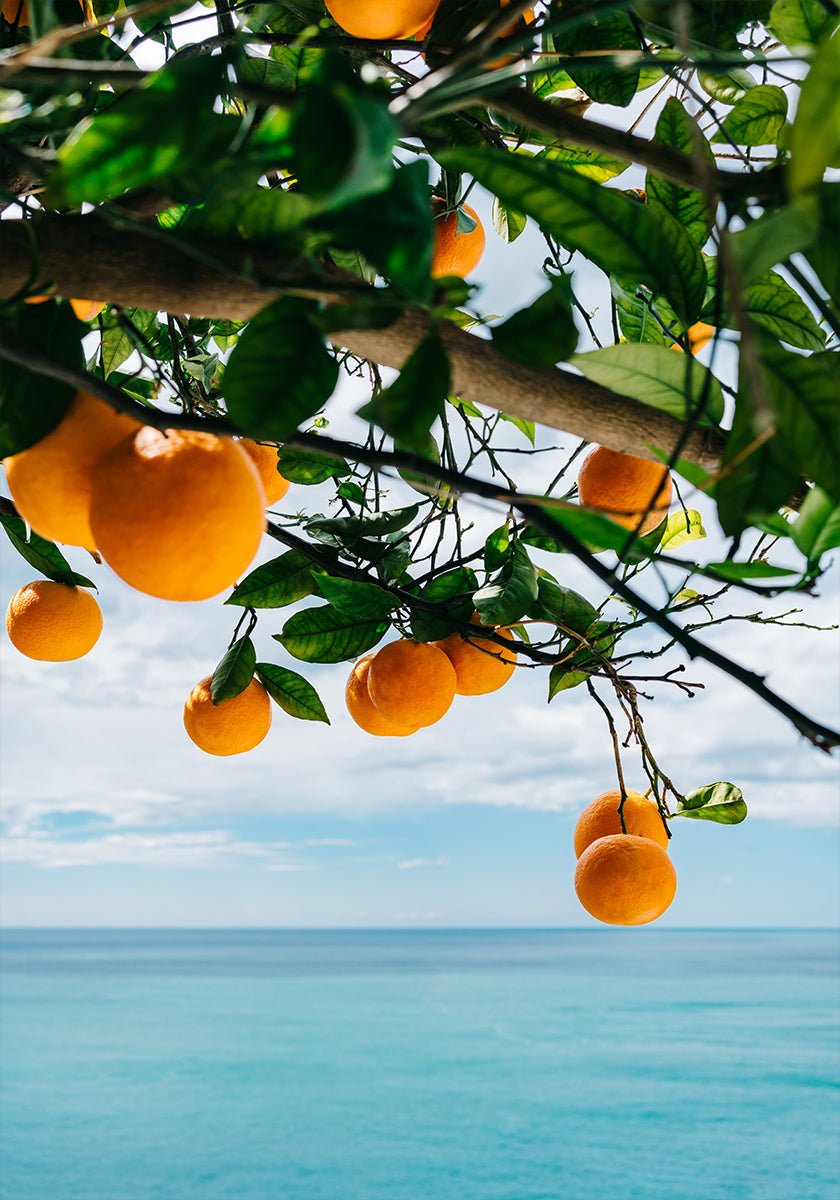 Amalfi Coast Oranges IV Poster