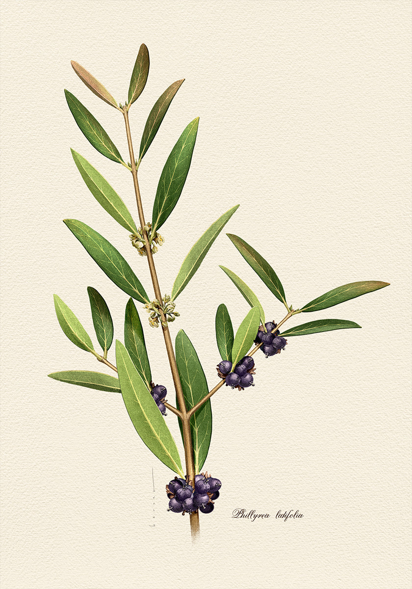 Botany Phillyrea Latifolia Poster