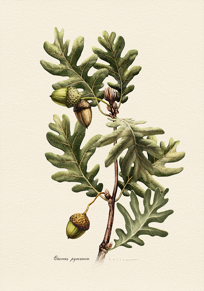 Botany Quercus Pyrenaica Poster