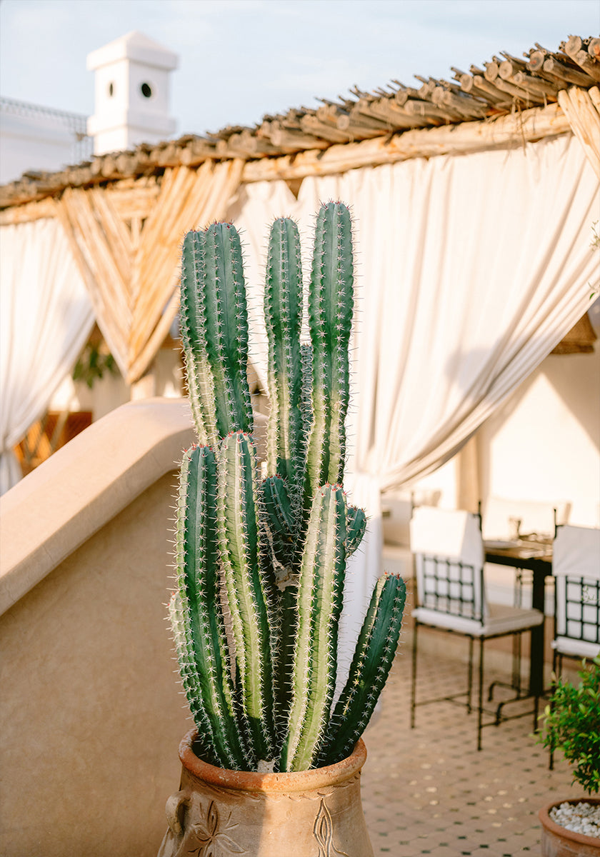 Rooftop Cactus | Morocco Travel Photography Poster