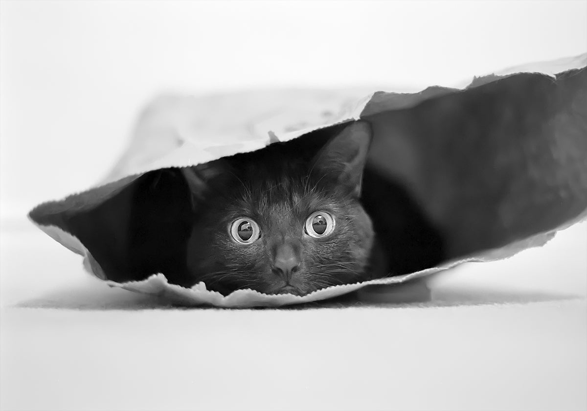 Cat in a bag Poster