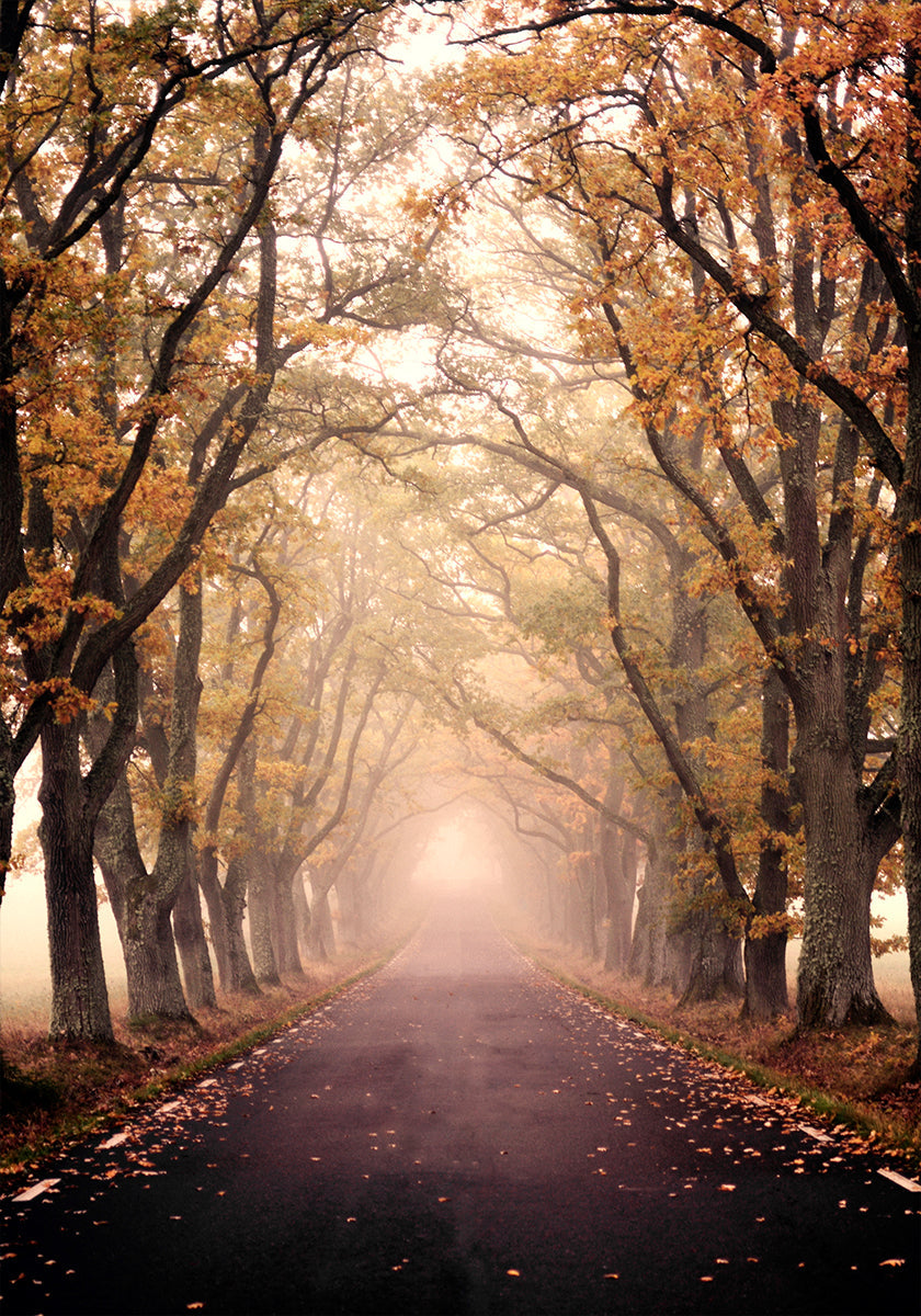 Autumn Avenue Poster