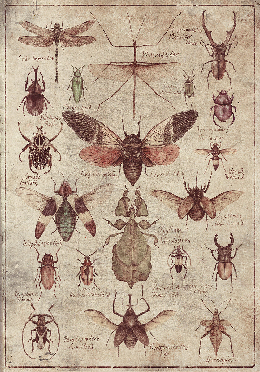 Vintage-style Insects Poster