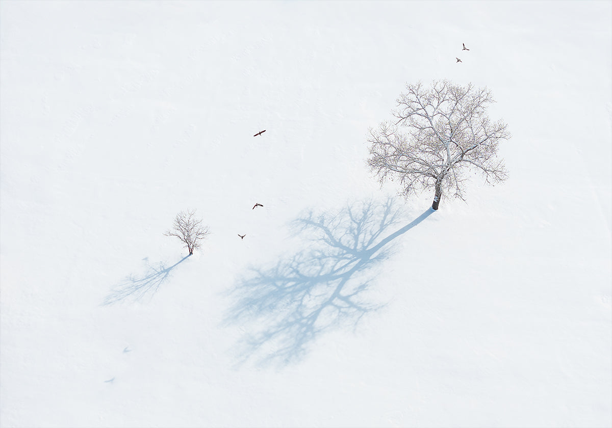 Shadows of Trees and Birds Poster