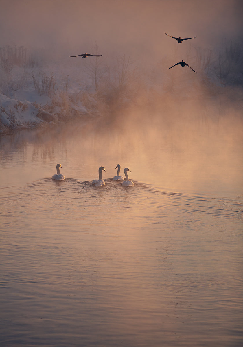 Where the Fog Didn't Reach Poster