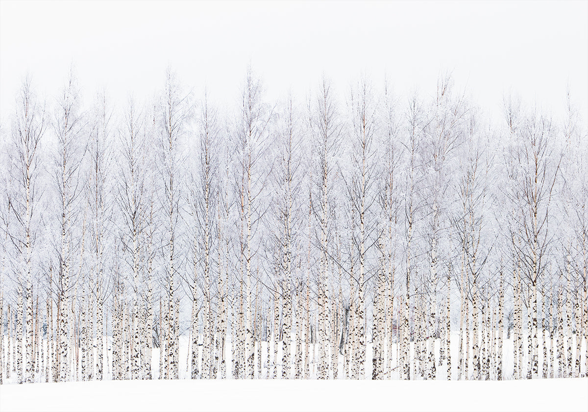 Winter birch Poster
