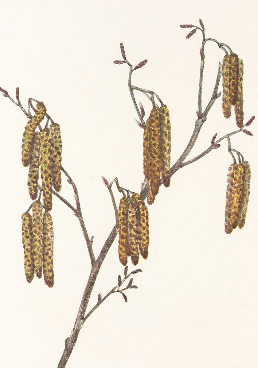 Hazel Alder (alnus Regosa) From North American Wildflowers (1925) By Mary Vaux Walcott. Poster