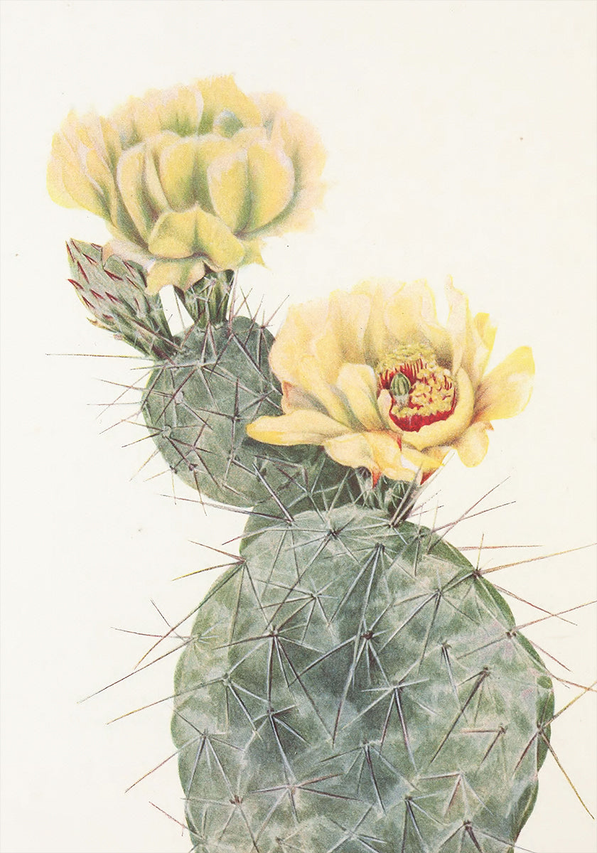 Missouri Prickly Pear From North American Wildflowers (1925) By Mary Vaux Walcott. Poster