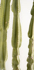3 Cacti (NEW) - Posterbox