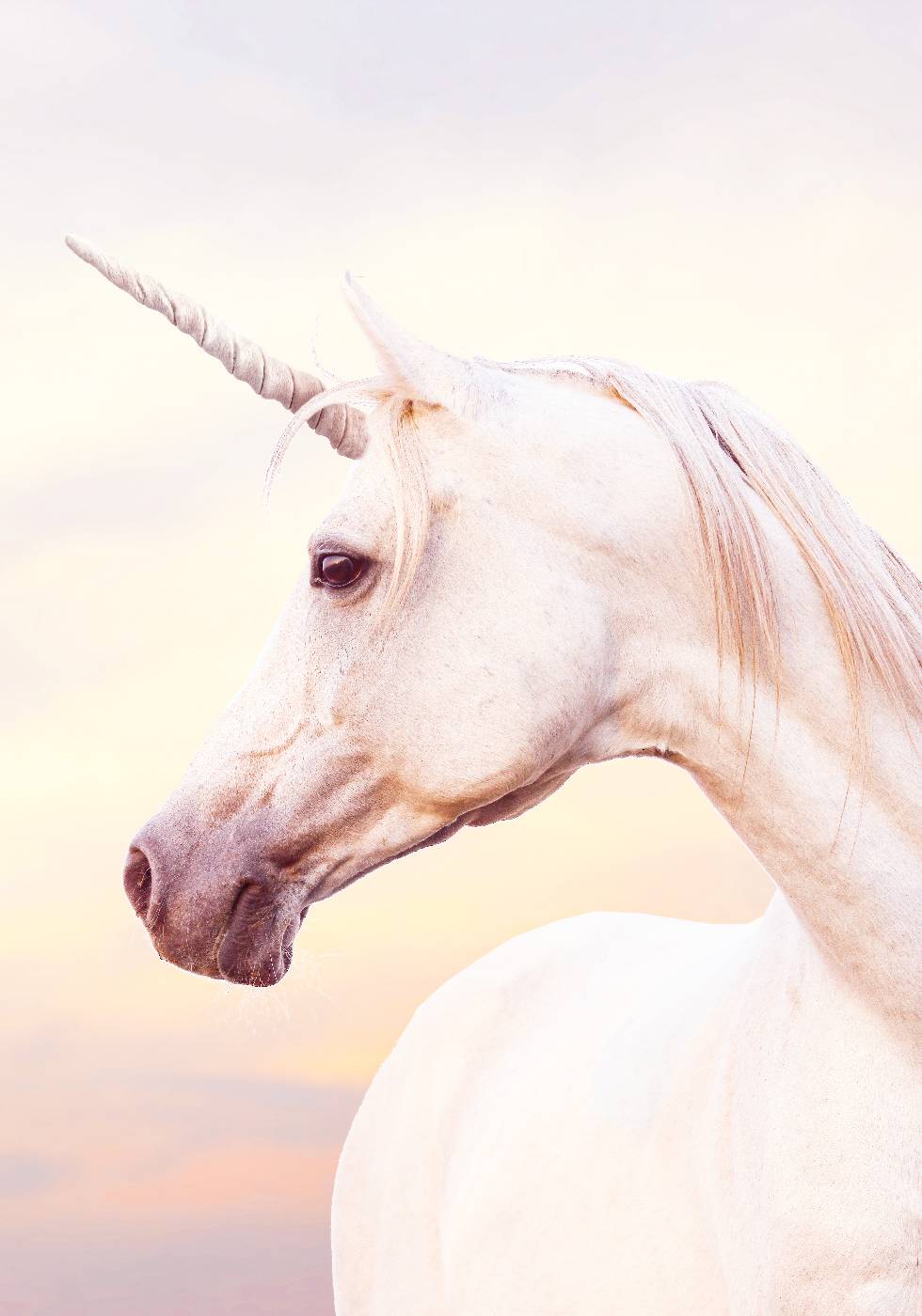 Unicorn Portrait Poster - Posterbox.no