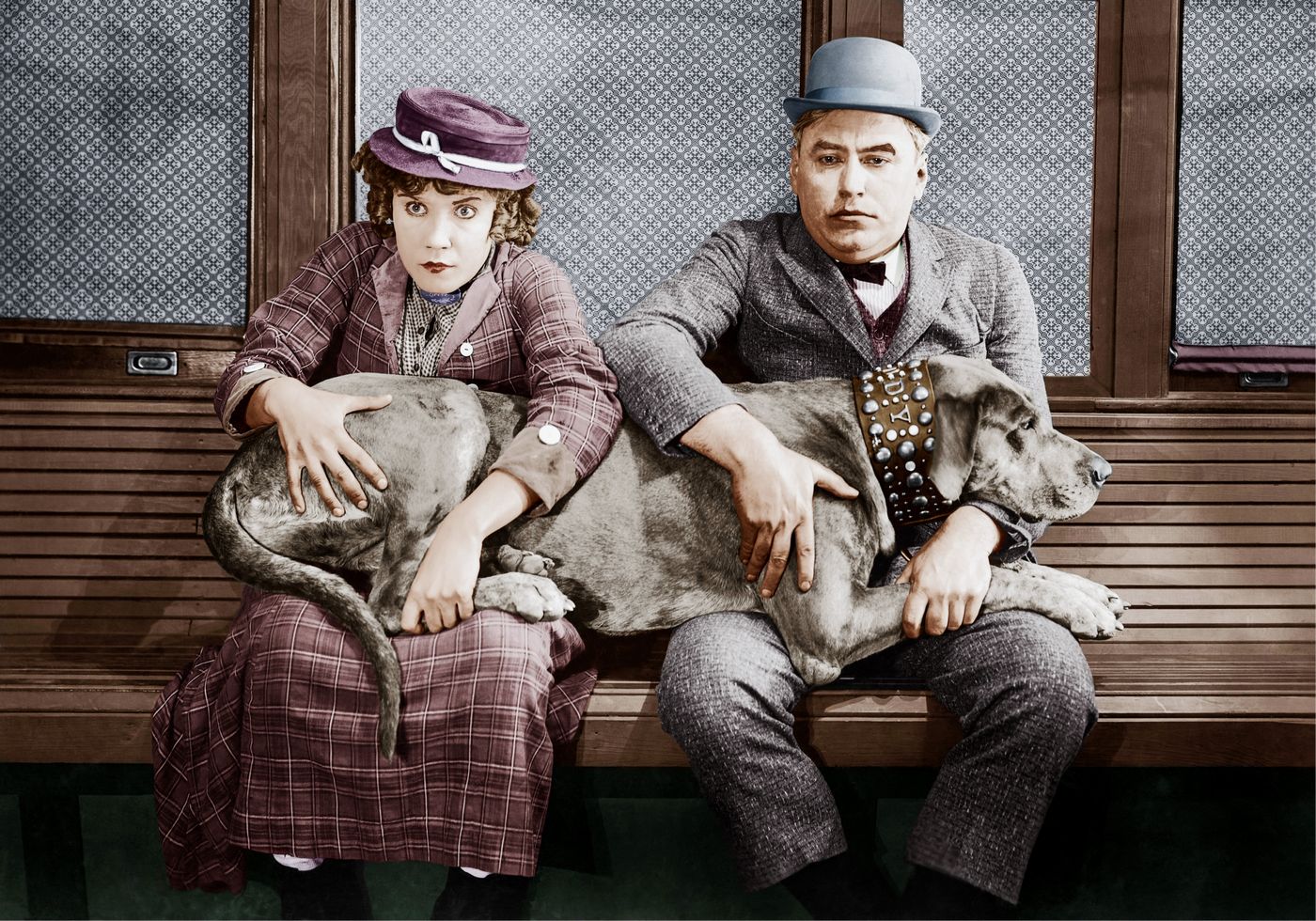 Dog in Lap Poster - Posterbox.no