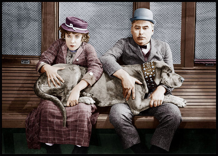 Dog in Lap Poster - Posterbox.no