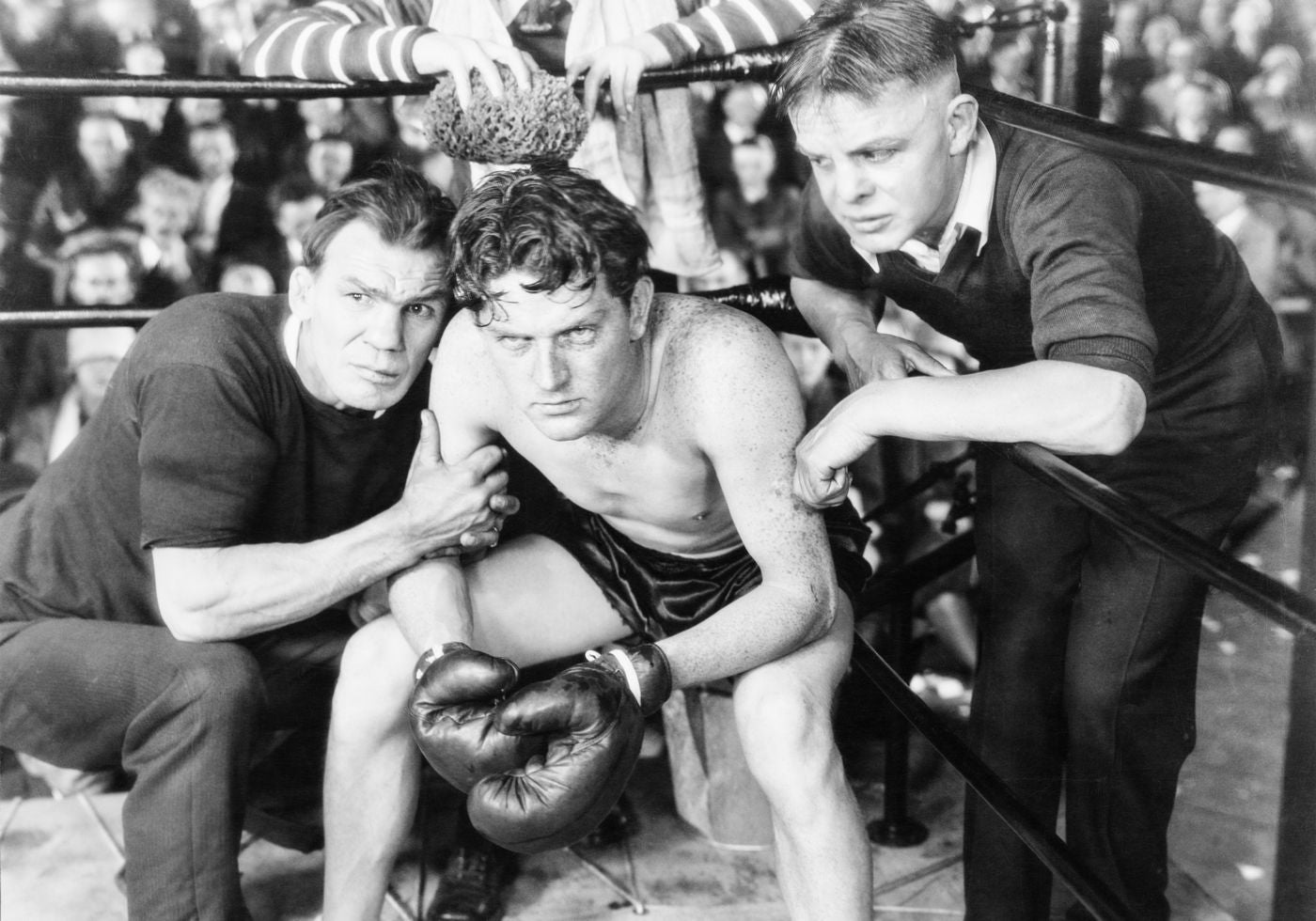 Boxer in Corner Poster - Posterbox.no