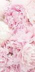 Pink Peony Dream Poster - Posterbox.no