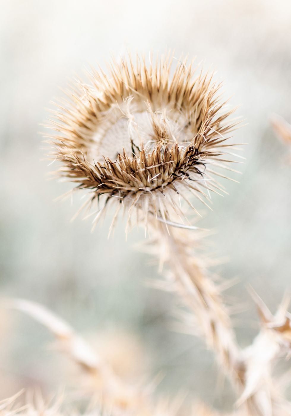 Dried Flower Cardo Poster - Posterbox.no