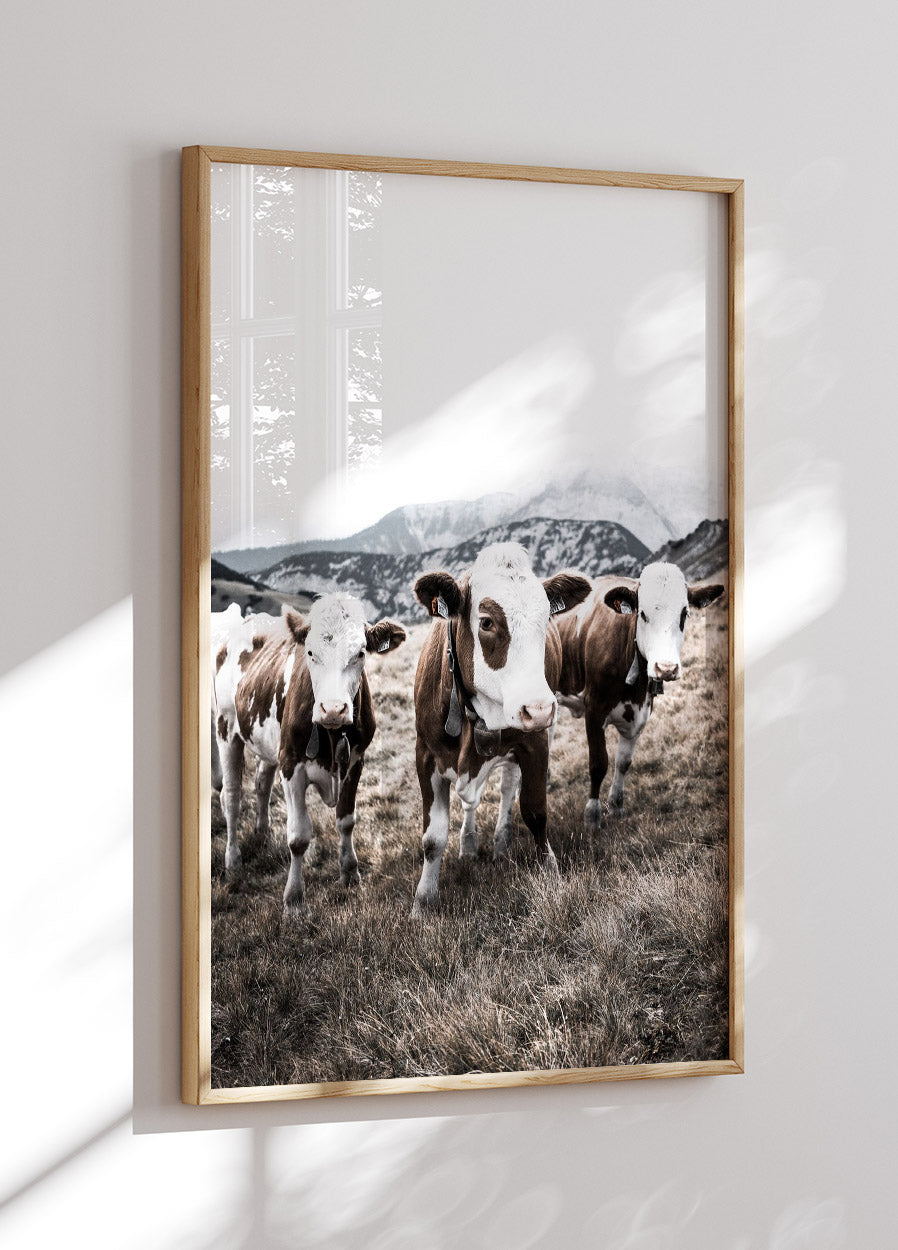 Cattle in Field Poster - Posterbox.no