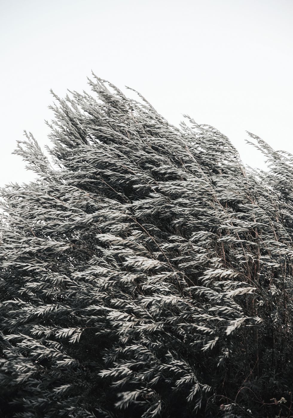 Bush of Plants Poster - Posterbox.no