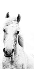 White Horse Poster - Posterbox.no