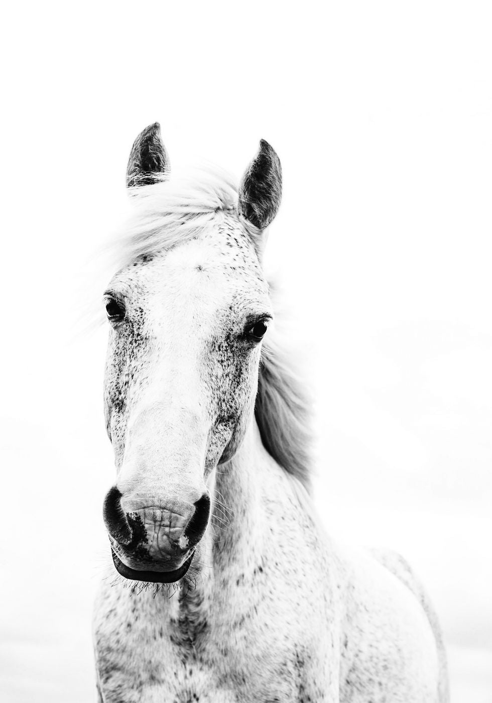 White Horse Poster - Posterbox.no