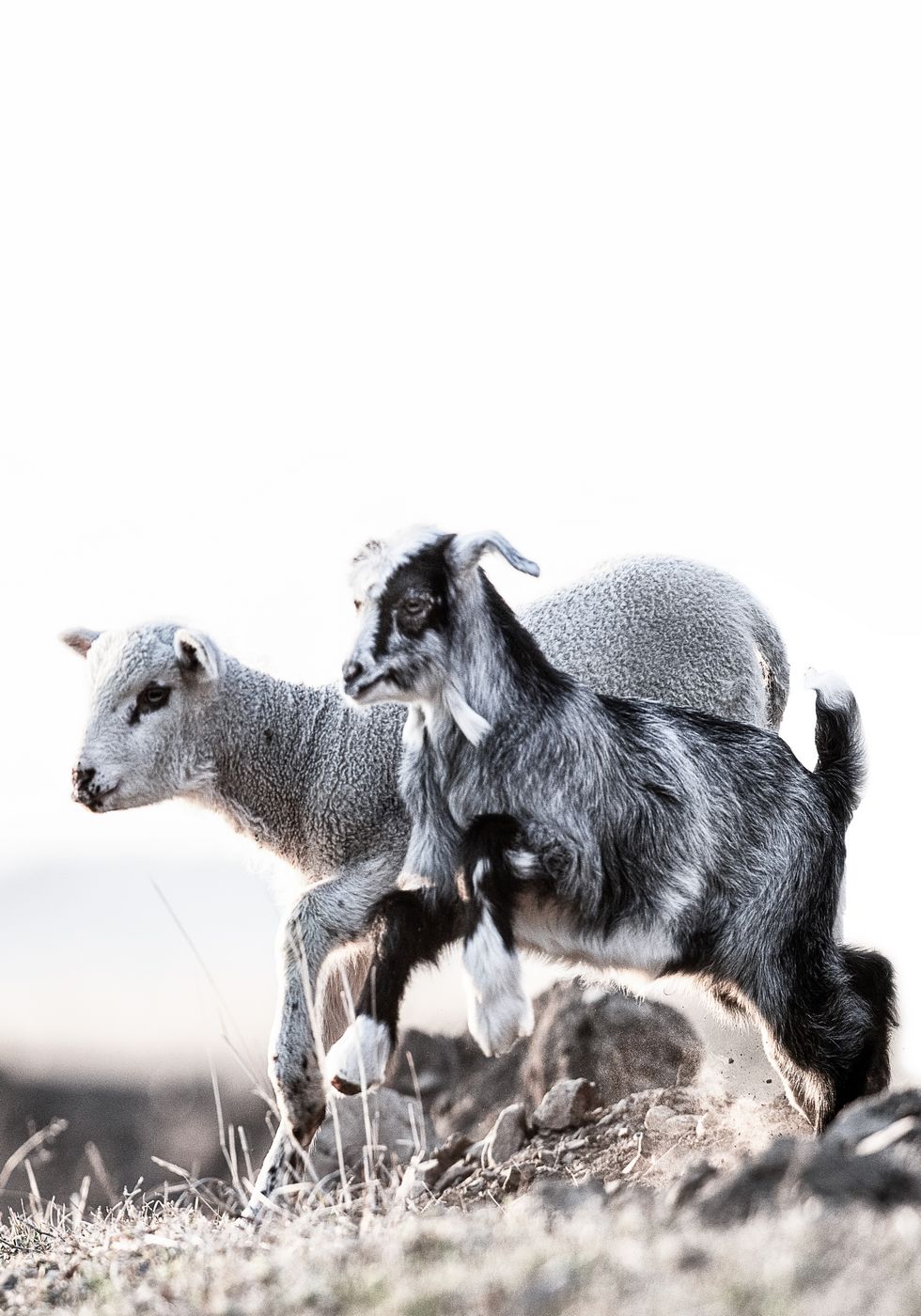 Lamb Poster - Posterbox.no