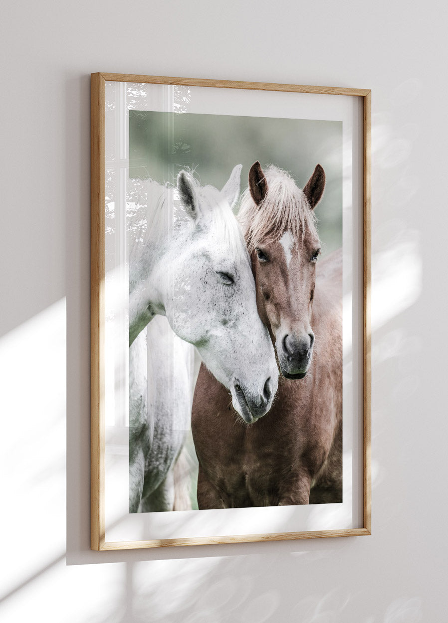 Wild Horses Close Up Poster - Posterbox.no