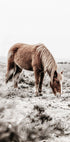 Wild Horse in Field Poster - Posterbox.no