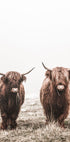 Scottish Highlanders Poster - Posterbox.no