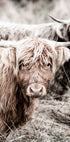 Cow Close Up Poster - Posterbox.no