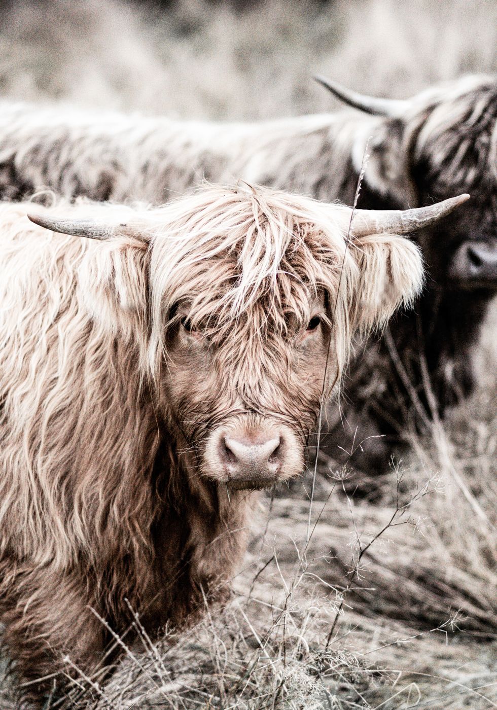 Cow Close Up Poster - Posterbox.no