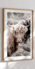 Cow Close Up Poster - Posterbox.no