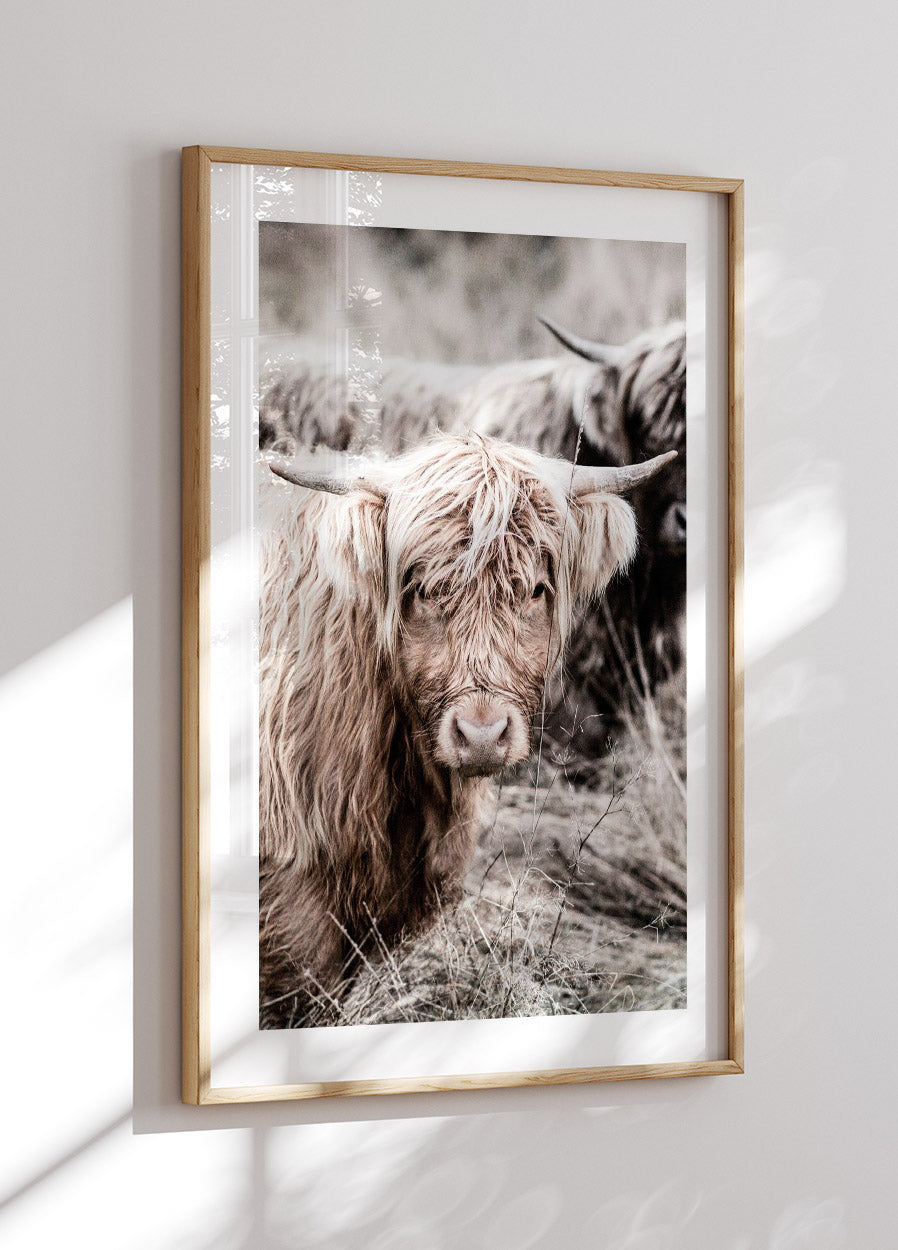 Cow Close Up Poster - Posterbox.no