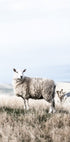 White Sheep in Field Poster - Posterbox.no