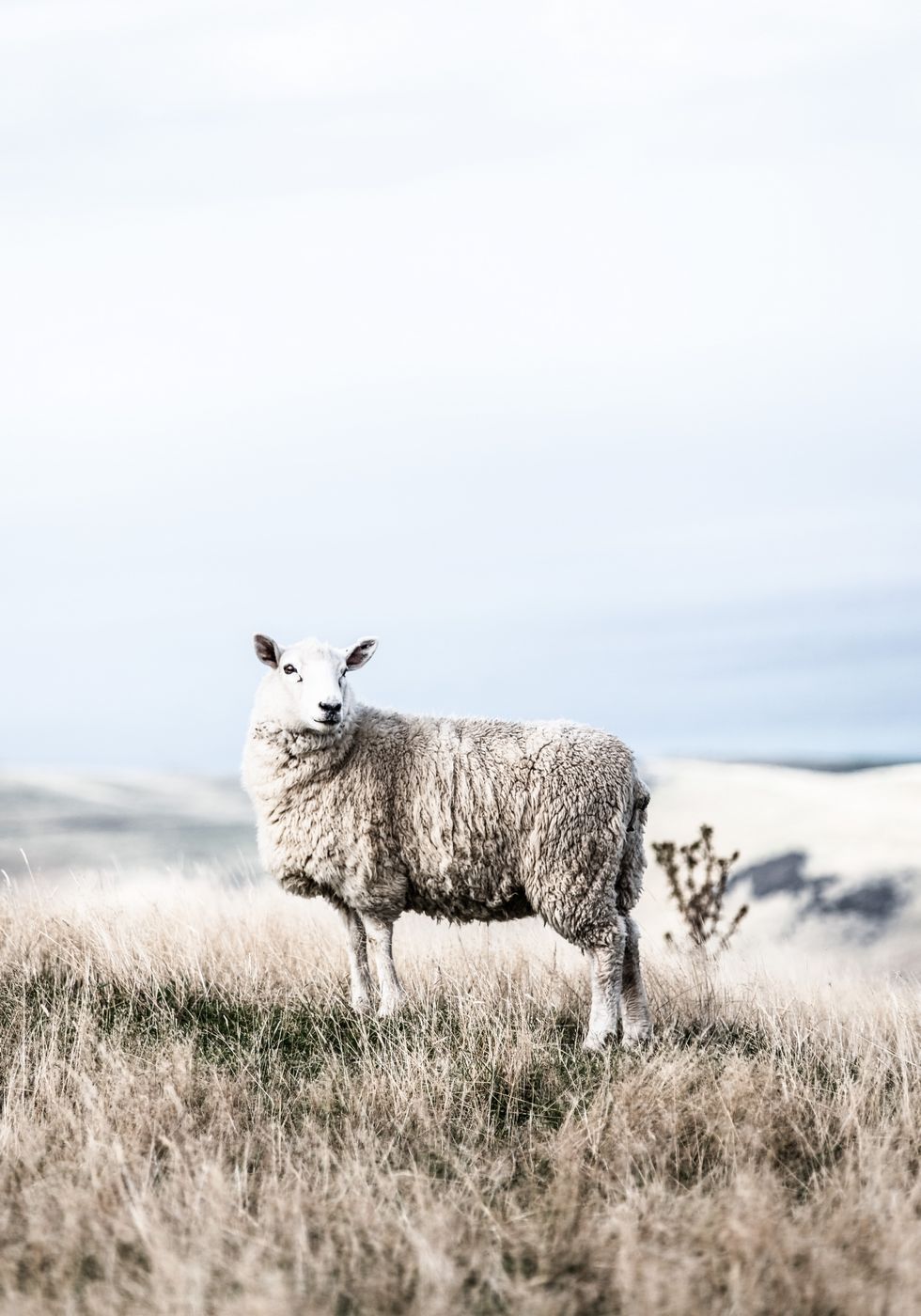 White Sheep in Field Poster - Posterbox.no