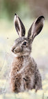Hare Close Up Bunny Poster - Posterbox.no