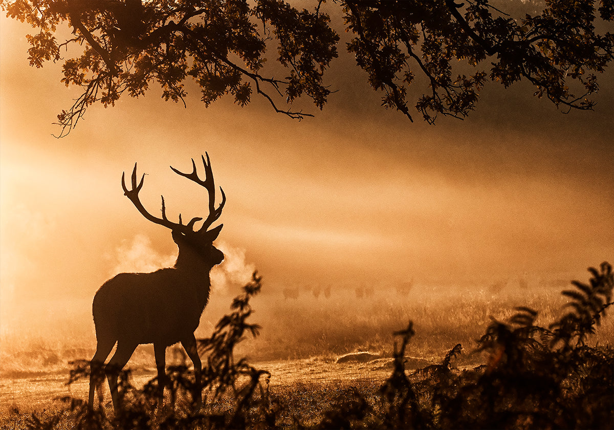Red Deer Stag in the Mist Poster