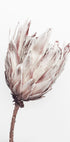 Close Up Dried Flower Poster - Posterbox.no