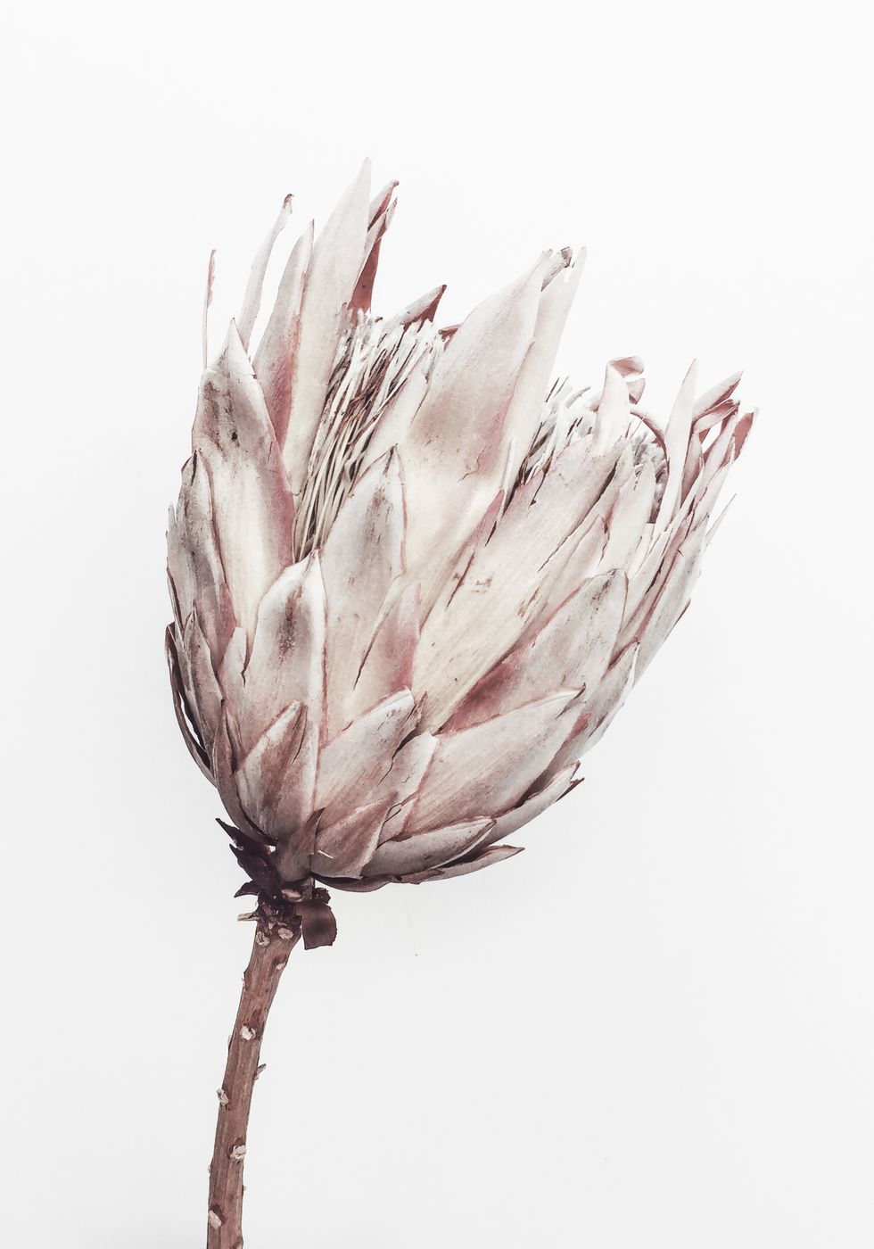 Close Up Dried Flower Poster - Posterbox.no